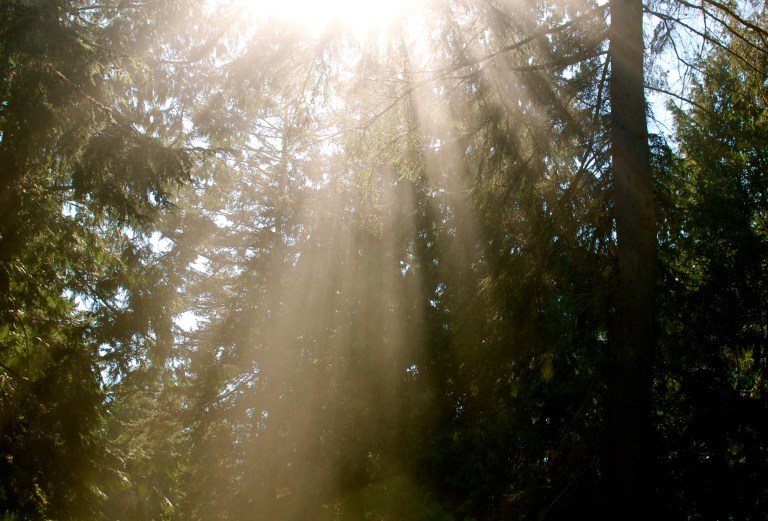 Sun Through Trees