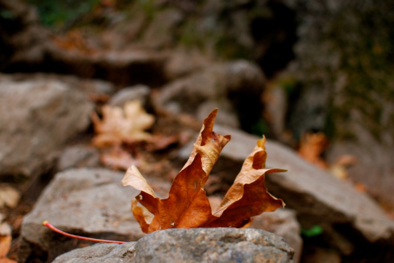 Leaf and Rock