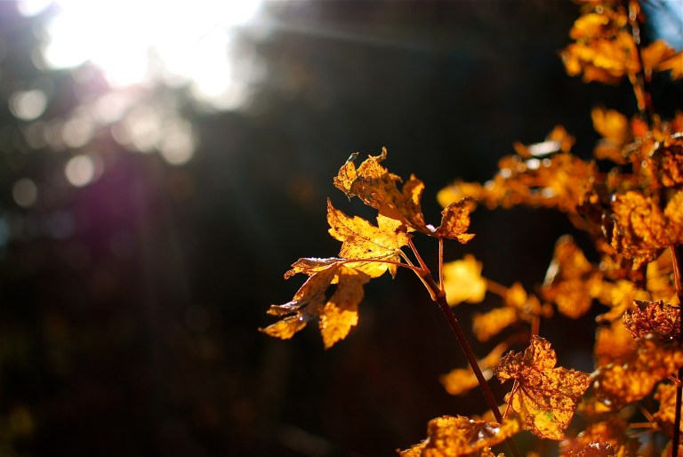 Leaves and Sun