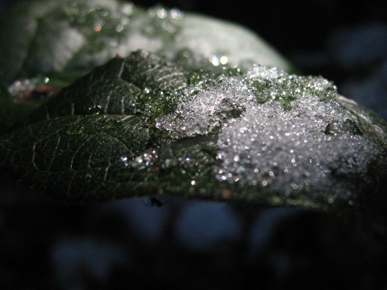 Rattlesnake_Snow Rattlesnake Mountain Snow