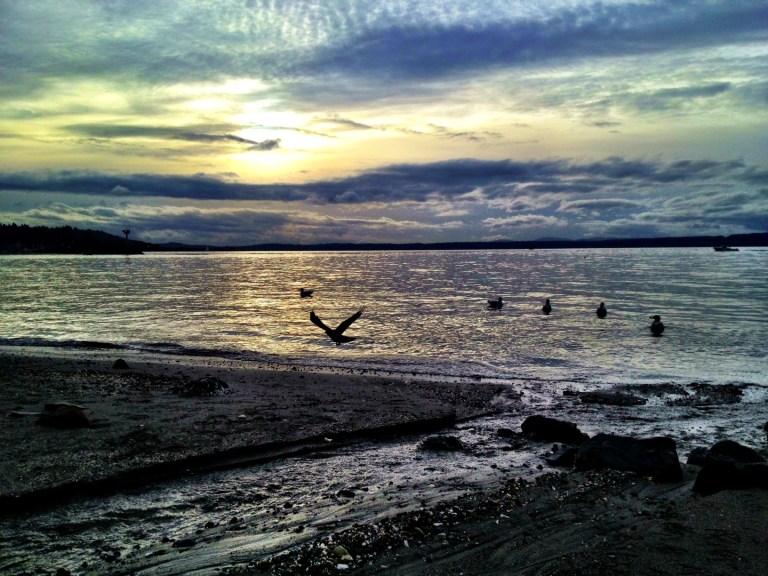 Golden Gardens Seagull