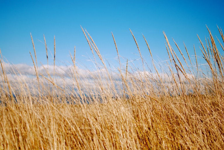 Wheat
