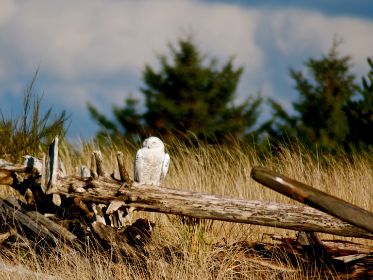 Snow Owl