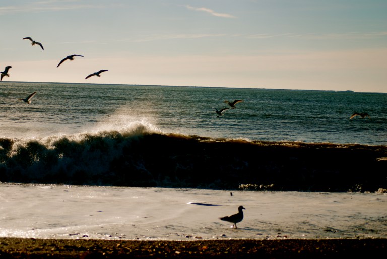 Seagulls