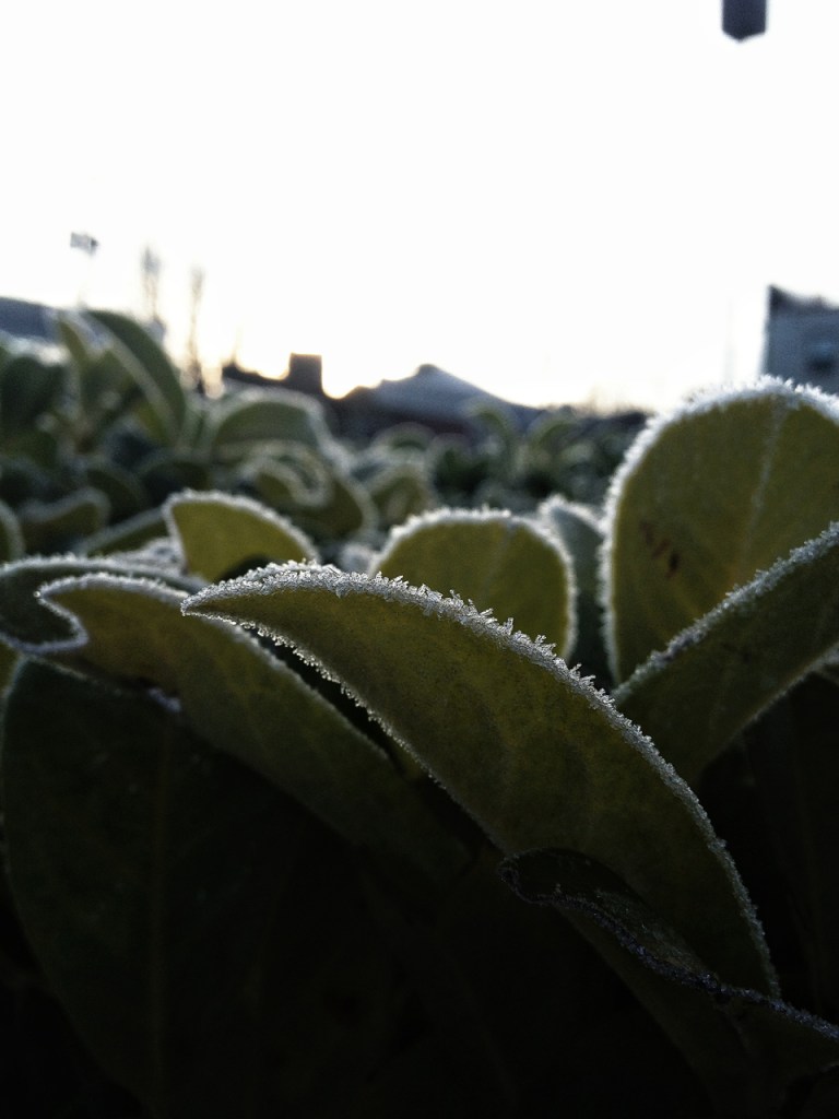Plant Frost