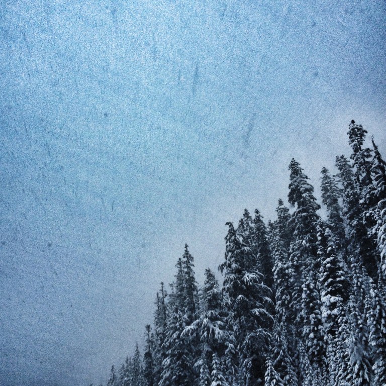 Snowy Trees