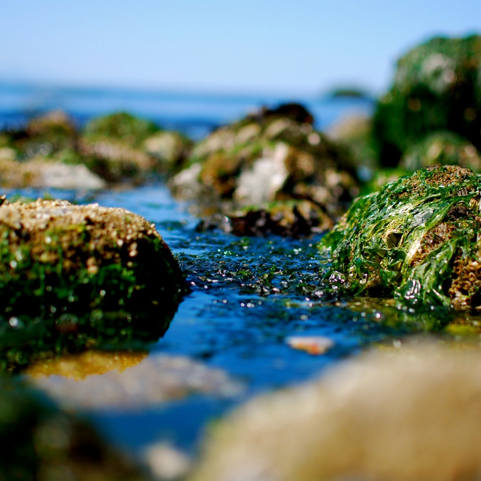 Rock Seaweed