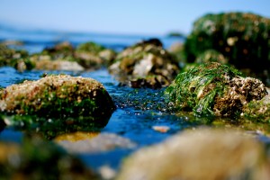 Rock Seaweed