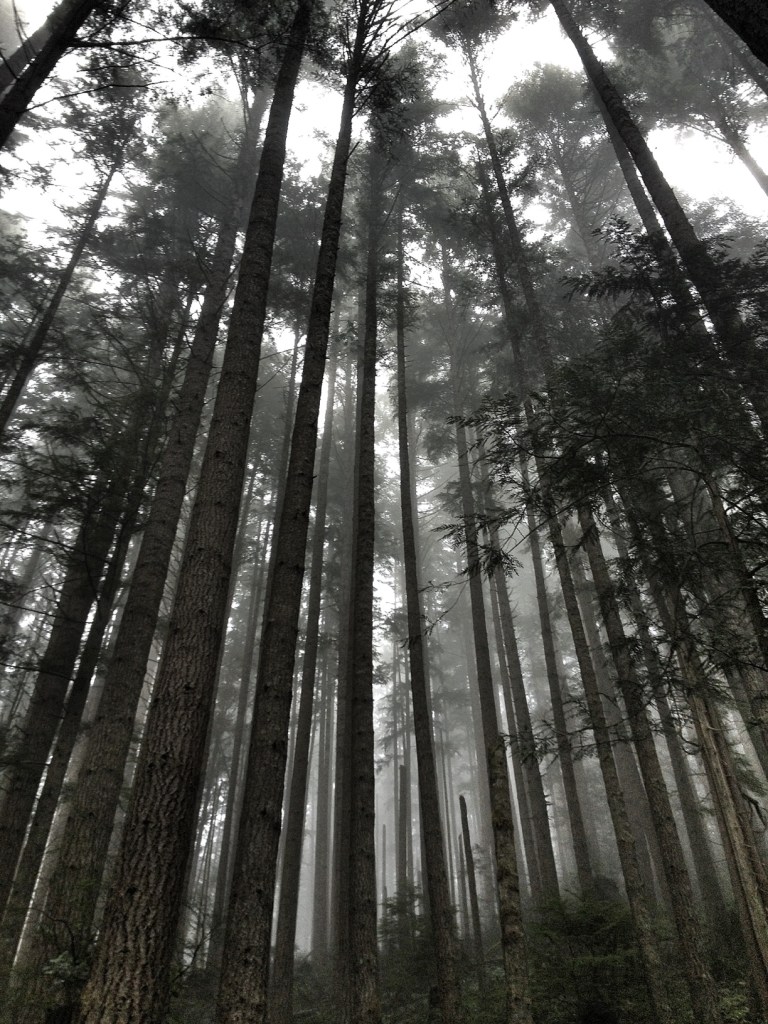 Foggy Trees