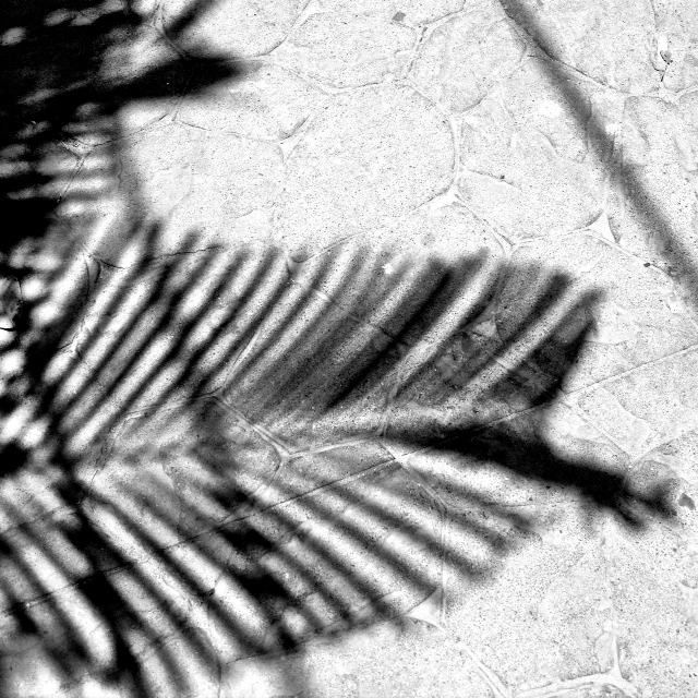 Palm Leaves