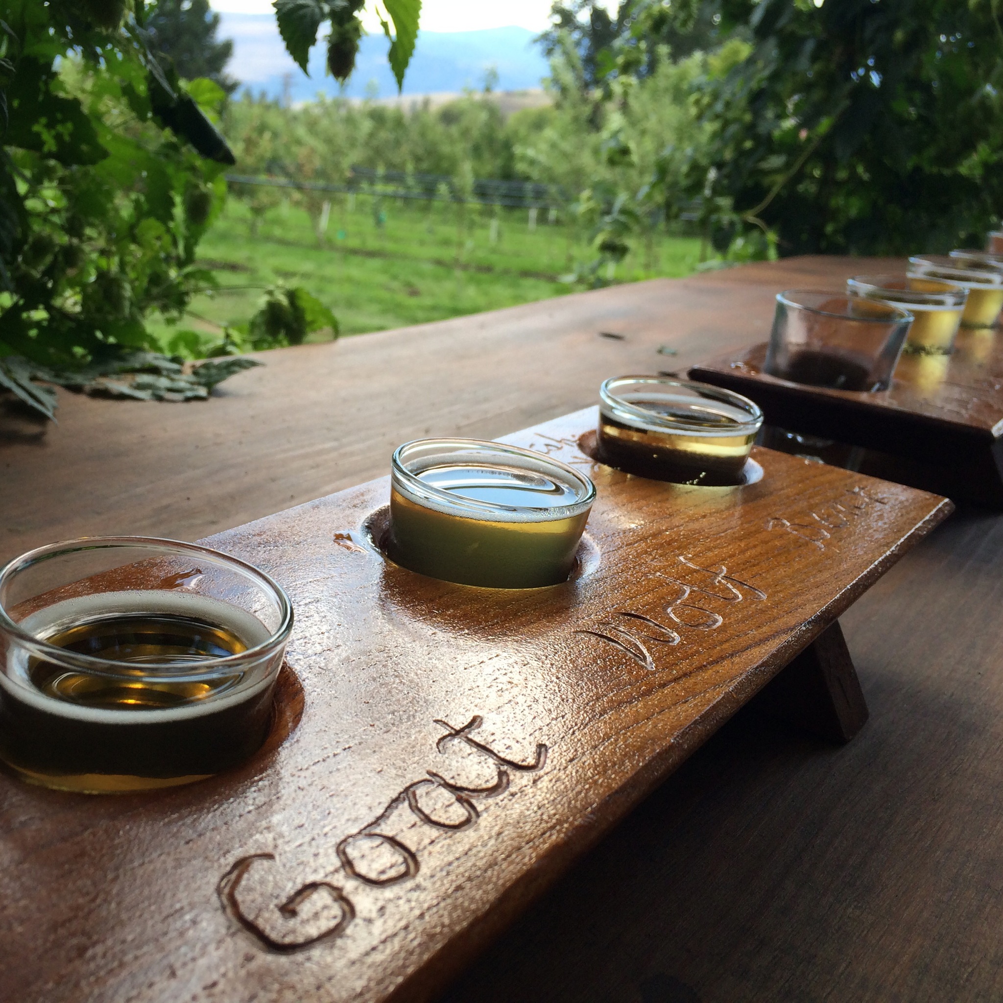 CiderTasting1