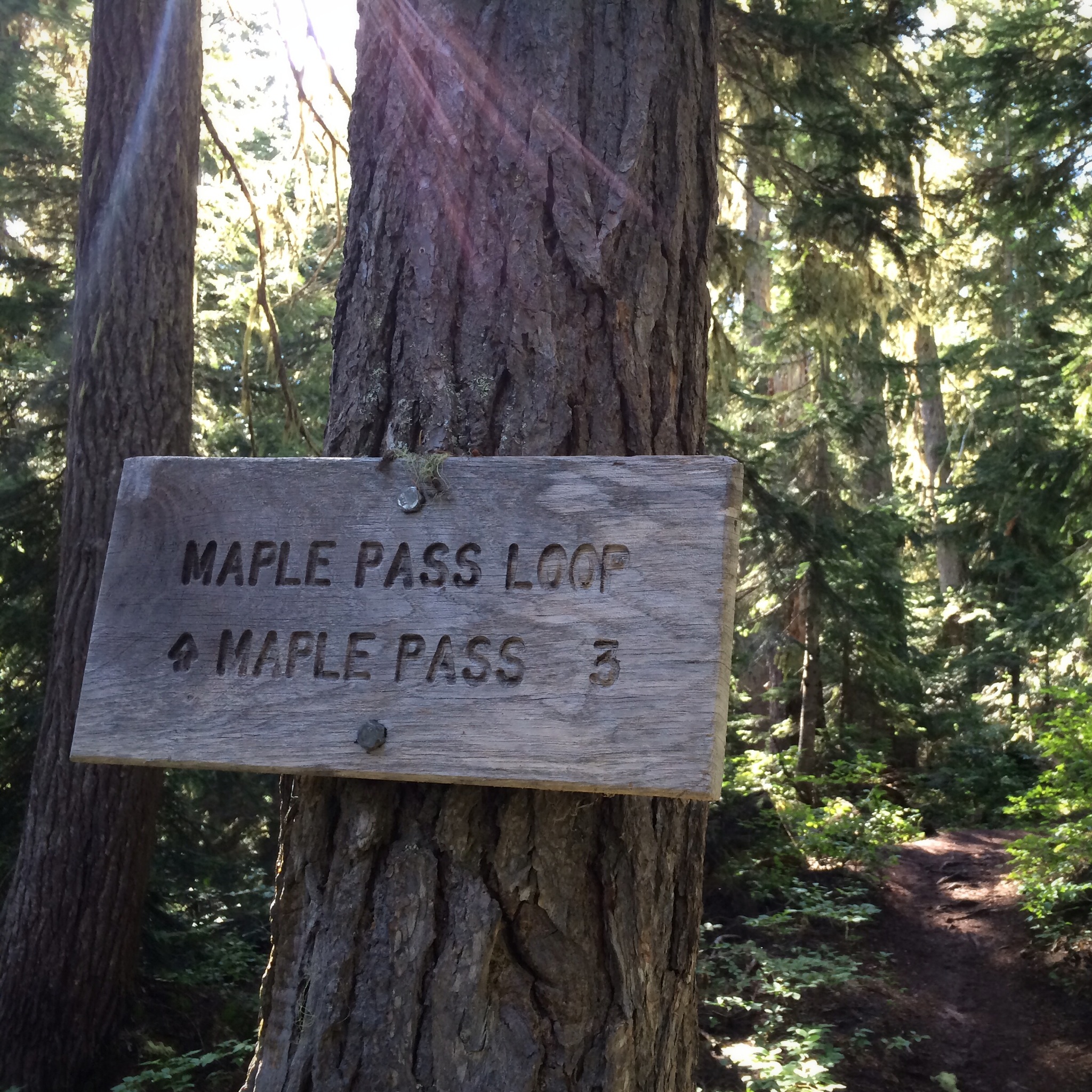 MaplePass_Sign