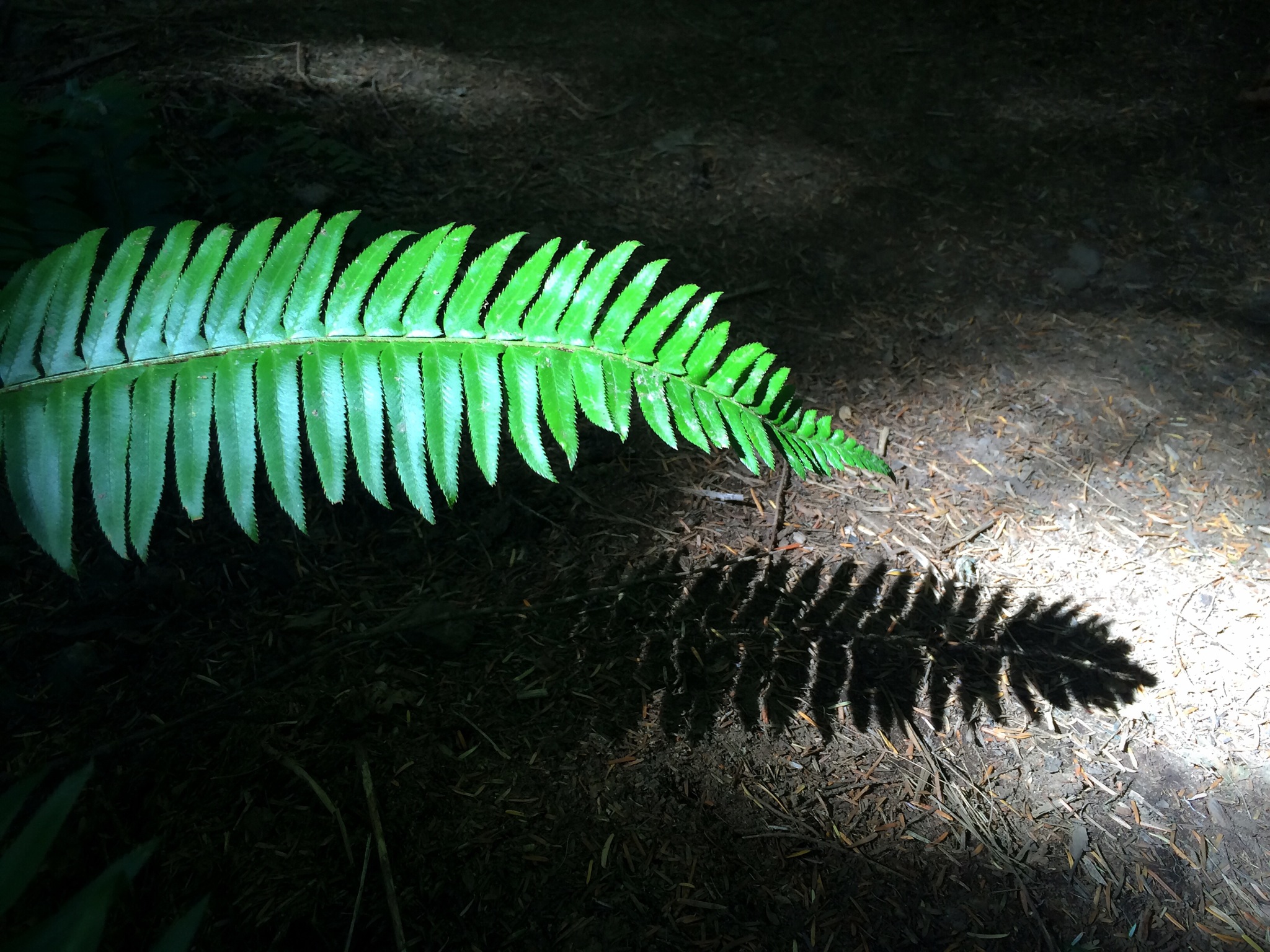 Fern_Shadow
