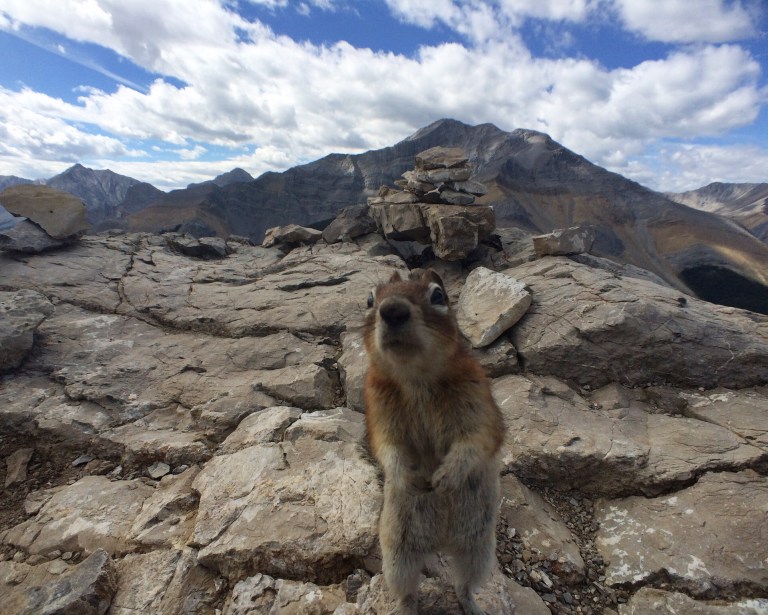 Chipmunk_Hiking